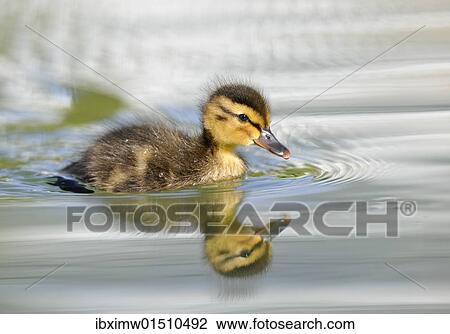 "Duckling, Mallard Duck (Anas plathyrhynchos), reflection" View Large Photo Image Stock Image - "Duckling, Mallard Duck (Anas plathyrhynchos), reflection". Fotosearch