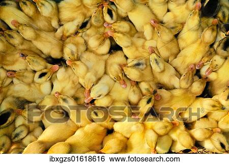 Stock Photograph - "Ducklings at the market of Hoi An, Vietnam, Southeast Asia, Asia". Fotosearch
