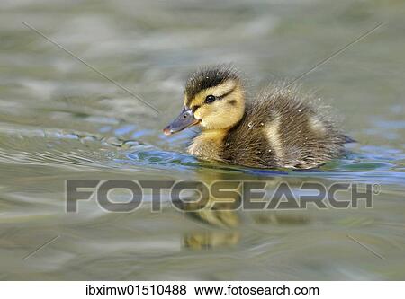 "Ducklings, Mallard Duck (Anas plathyrhynchos)" View Large Photo Image Stock Photo - "Ducklings, Mallard Duck (Anas plathyrhynchos)". Fotosearch