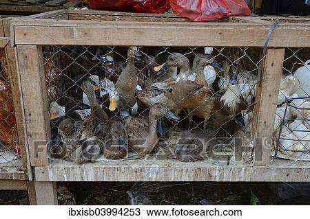 Stock Image - "Ducks for sale at a market, Singaraja, North Bali, Bali, Indonesia, Asia". Fotosearch