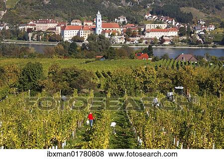 Stock Photo - "Duernstein, view over vineyards near Rossatz and the Danube river, Wachau valley, Waldviertel region, Mostviertel region, Lower Austria, Austria, Europe". Fotosearch