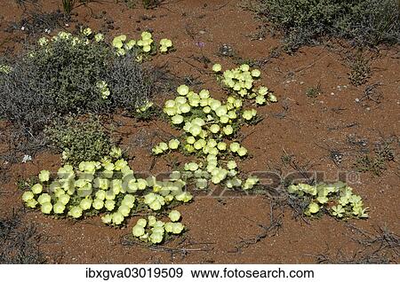 "Duikerwortel or Pietsnot (Grielum humifusum), Goegap Nature Reserve, Goegap Naturreservat, Northern Cape, South Africa, Africa" View Large Photo Image Stock Photo - "Duikerwortel or Pietsnot (Grielum humifusum), Goegap Nature Reserve, Goegap Naturreservat, Northern Cape, South Africa, Africa". Fotosearch