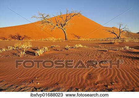 "Dune 45 near Sossusvlei, Namib Desert, Namib Naukluft Park, Namibia, Africa" View Large Photo Image Stock Image - "Dune 45 near Sossusvlei, Namib Desert, Namib Naukluft Park, Namibia, Africa". Fotosearch
