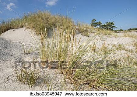 "Dune and European Beachgrass or European Marram Grass (Ammophila arenaria), Mecklenburg-Western Pomerania, Germany, Europe" View Large Photo Image Stock Photo - "Dune and European Beachgrass or European Marram Grass (Ammophila arenaria), Mecklenburg-Western Pomerania, Germany, Europe". Fotosearch