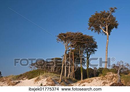 "Dune forest, West Beach, Darss, Western Pomerania Lagoon Area National Park, Mecklenburg-Western Pomerania, Germany, Europe" View Large Photo Image Picture - "Dune forest, West Beach, Darss, Western Pomerania Lagoon Area National Park, Mecklenburg-Western Pomerania, Germany, Europe". Fotosearch