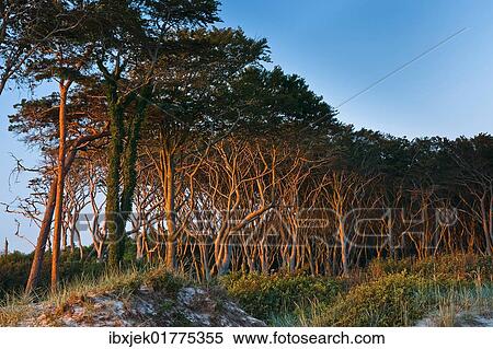 "Dune forest, West Beach, Darss, Western Pomerania Lagoon Area National Park, Mecklenburg-Western Pomerania, Germany, Europe" View Large Photo Image Stock Photography - "Dune forest, West Beach, Darss, Western Pomerania Lagoon Area National Park, Mecklenburg-Western Pomerania, Germany, Europe". Fotosearch
