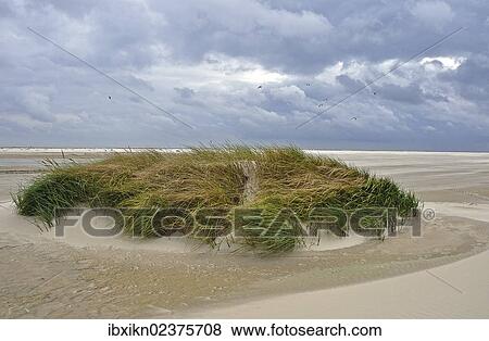 "Dune, Kniepsand, Amrum island, North Sea beach, Schleswig-Holstein, Germany, Europe" View Large Photo Image Stock Photo - "Dune, Kniepsand, Amrum island, North Sea beach, Schleswig-Holstein, Germany, Europe". Fotosearch