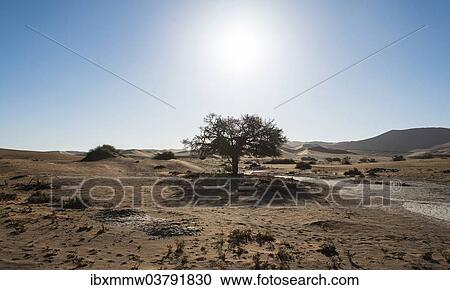 "Dune landscape with oasis, Sossusvlei, Namib-Skeleton Coast National Park, Namibia, Africa" View Large Photo Image Stock Image - "Dune landscape with oasis, Sossusvlei, Namib-Skeleton Coast National Park, Namibia, Africa". Fotosearch