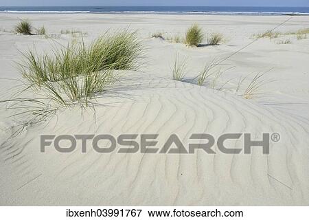 Stock Photo - "Dune with beach grass (Ammophila arenaria), Vlieland, province of North Holland, The Netherlands, Europe". Fotosearch