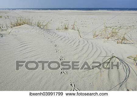 "Dune with beach grass (Ammophila arenaria), Vlieland, province of North Holland, The Netherlands, Europe" View Large Photo Image Stock Photo - "Dune with beach grass (Ammophila arenaria), Vlieland, province of North Holland, The Netherlands, Europe". Fotosearch