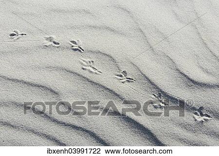 "Dune with bird tracks, Vlieland, province of North Holland, The Netherlands, Europe" View Large Photo Image Stock Image - "Dune with bird tracks, Vlieland, province of North Holland, The Netherlands, Europe". Fotosearch