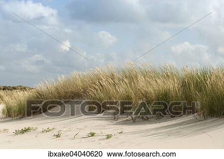 Stock Image - "Dunes, Borkum, Lower Saxony, Germany, Europe". Fotosearch