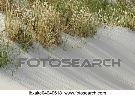 "Dunes, Borkum, Lower Saxony, Germany, Europe" View Large Photo Image Stock Photo - "Dunes, Borkum, Lower Saxony, Germany, Europe". Fotosearch