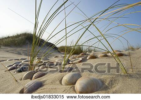 "Dunes, Conil de la Frontera, Costa de la Luz, Andalusia, Spain, Europe" View Large Photo Image Stock Photography - "Dunes, Conil de la Frontera, Costa de la Luz, Andalusia, Spain, Europe". Fotosearch