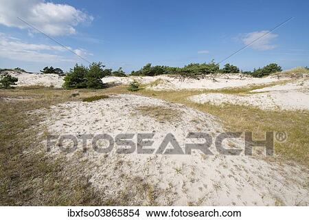 "Dunes, Darsser Ort, Darss, Western Pomerania Lagoon Area National Park, Mecklenburg-Western Pomerania, Germany, Europe" View Large Photo Image Picture - "Dunes, Darsser Ort, Darss, Western Pomerania Lagoon Area National Park, Mecklenburg-Western Pomerania, Germany, Europe". Fotosearch