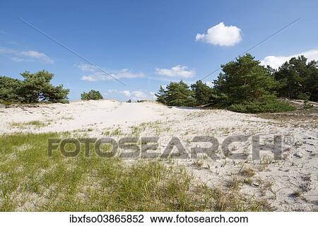 Stock Image - "Dunes, Darsser Ort, Darss, Western Pomerania Lagoon Area National Park, Mecklenburg-Western Pomerania, Germany, Europe". Fotosearch