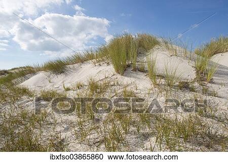 "Dunes, Darsser Ort, Darss, Western Pomerania Lagoon Area National Park, Mecklenburg-Western Pomerania, Germany, Europe" View Large Photo Image Stock Image - "Dunes, Darsser Ort, Darss, Western Pomerania Lagoon Area National Park, Mecklenburg-Western Pomerania, Germany, Europe". Fotosearch