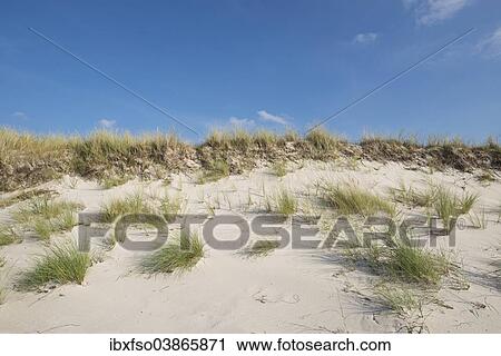 "Dunes, Darsser Ort, Darss, Western Pomerania Lagoon Area National Park, Mecklenburg-Western Pomerania, Germany, Europe" View Large Photo Image Stock Image - "Dunes, Darsser Ort, Darss, Western Pomerania Lagoon Area National Park, Mecklenburg-Western Pomerania, Germany, Europe". Fotosearch
