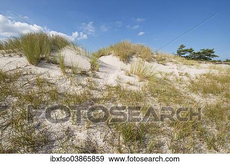 "Dunes, Darsser Ort, Darss, Western Pomerania Lagoon Area National Park, Mecklenburg-Western Pomerania, Germany, Europe" View Large Photo Image Stock Photo - "Dunes, Darsser Ort, Darss, Western Pomerania Lagoon Area National Park, Mecklenburg-Western Pomerania, Germany, Europe". Fotosearch