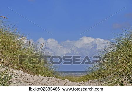 "Dunes, North Sea, Amrum, Schleswig-Holstein, Germany, Europe" View Large Photo Image Stock Photograph - "Dunes, North Sea, Amrum, Schleswig-Holstein, Germany, Europe". Fotosearch
