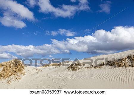 "Dunes, Sankt Peter-Ording, Eiderstedt peninsula, Schleswig-Holstein, Germany, Europe" View Large Photo Image Stock Photo - "Dunes, Sankt Peter-Ording, Eiderstedt peninsula, Schleswig-Holstein, Germany, Europe". Fotosearch