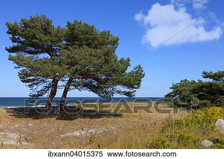"Dunes with Common pine (Pinus sylvestris), Darss, Western Pomerania Lagoon Area National Park, Mecklenburg-Western Pomerania, Germany, Europe" View Large Photo Image Stock Photography - "Dunes with Common pine (Pinus sylvestris), Darss, Western Pomerania Lagoon Area National Park, Mecklenburg-Western Pomerania, Germany, Europe". Fotosearch
