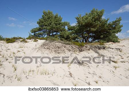 "Dunes with Scots Pines (Pinus sylvestris), Darsser Ort, Darss, Western Pomerania Lagoon Area National Park, Mecklenburg-Western Pomerania, Germany, Europe" View Large Photo Image Stock Image - "Dunes with Scots Pines (Pinus sylvestris), Darsser Ort, Darss, Western Pomerania Lagoon Area National Park, Mecklenburg-Western Pomerania, Germany, Europe". Fotosearch