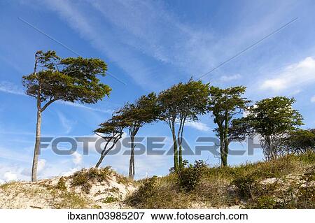 "Dunes with windswept tree, Darsser Forest, Weststrand beach, Baltic Sea, Fischland-Zingst, Western Pomerania Lagoon Area National Park, Mecklenburg-Western Pomerania, Germany, Europe" View Large Photo Image Stock Photo - "Dunes with windswept tree, Darsser Forest, Weststrand beach, Baltic Sea, Fischland-Zingst, Western Pomerania Lagoon Area National Park, Mecklenburg-Western Pomerania, Germany, Europe". Fotosearch