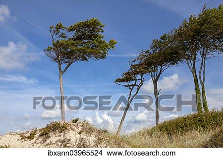 "Dunes with windswept trees, Darsser Wald, Weststrand beach, Baltic Sea, Fischland-Zingst, Western Pomerania Lagoon Area National Park, Mecklenburg-Western Pomerania, Germany, Europe" View Large Photo Image Picture - "Dunes with windswept trees, Darsser Wald, Weststrand beach, Baltic Sea, Fischland-Zingst, Western Pomerania Lagoon Area National Park, Mecklenburg-Western Pomerania, Germany, Europe". Fotosearch