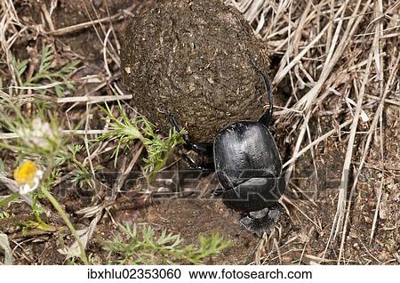 "Dung Beetle (Scarabaeus semipunctatus) rolling a ball of sheep dung, Lake Kerkini region, Greece, Europe" View Large Photo Image Stock Image - "Dung Beetle (Scarabaeus semipunctatus) rolling a ball of sheep dung, Lake Kerkini region, Greece, Europe". Fotosearch