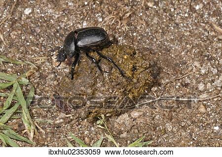 "Dung Beetle (Scarabaeus semipunctatus) forming a ball of sheep dung, Lake Kerkini region, Greece, Europe" View Large Photo Image Stock Photo - "Dung Beetle (Scarabaeus semipunctatus) forming a ball of sheep dung, Lake Kerkini region, Greece, Europe". Fotosearch