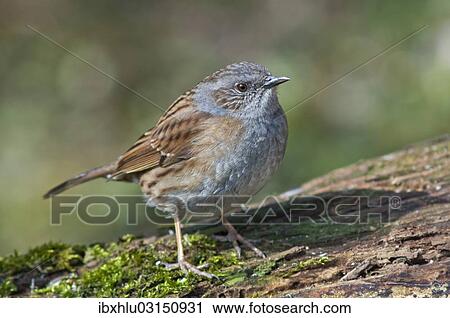 "Dunnock, also Hedge Accentor, Hedge Sparrow or Hedge Warbler (Prunella modularis), Untergroningen, Abtsgmuend, Baden-Wurttemberg, Germany, Europe" View Large Photo Image Stock Image - "Dunnock, also Hedge Accentor, Hedge Sparrow or Hedge Warbler (Prunella modularis), Untergroningen, Abtsgmuend, Baden-Wurttemberg, Germany, Europe". Fotosearch