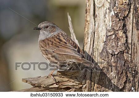 "Dunnock, also Hedge Accentor, Hedge Sparrow or Hedge Warbler (Prunella modularis), Untergroningen, Abtsgmuend, Baden-Wurttemberg, Germany, Europe" View Large Photo Image Stock Image - "Dunnock, also Hedge Accentor, Hedge Sparrow or Hedge Warbler (Prunella modularis), Untergroningen, Abtsgmuend, Baden-Wurttemberg, Germany, Europe". Fotosearch