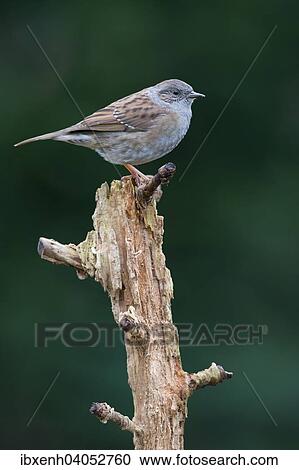 "Dunnock or Hedge Sparrow (Prunella modularis), Emsland, Lower Saxony, Germany, Europe" View Large Photo Image Stock Image - "Dunnock or Hedge Sparrow (Prunella modularis), Emsland, Lower Saxony, Germany, Europe". Fotosearch