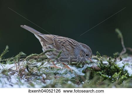 "Dunnock or Hedge Sparrow (Prunella modularis), Emsland, Lower Saxony, Germany, Europe" View Large Photo Image Stock Photograph - "Dunnock or Hedge Sparrow (Prunella modularis), Emsland, Lower Saxony, Germany, Europe". Fotosearch