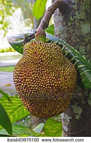 "Durian fruit, Durian tree (Durio zibethinus), Bali, Indonesia, Asia" View Large Photo Image Stock Image - "Durian fruit, Durian tree (Durio zibethinus), Bali, Indonesia, Asia". Fotosearch