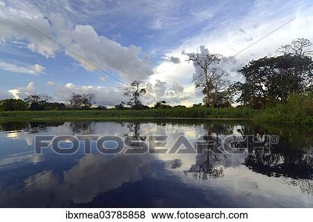 "Dusk at a lake-like widened part of the Amazon or Rio Solimoes, Mamiraua Sustainable Development Reserve, Manaus, Amazonas, Brazil, South America" View Large Photo Image Stock Photo - "Dusk at a lake-like widened part of the Amazon or Rio Solimoes, Mamiraua Sustainable Development Reserve, Manaus, Amazonas, Brazil, South America". Fotosearch