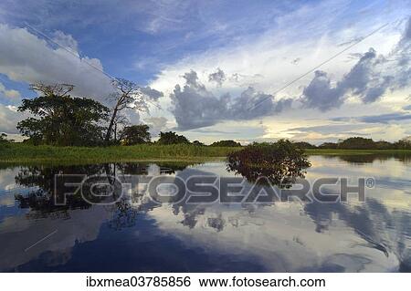 "Dusk at a lake-like widened part of the Amazon or Rio Solimoes, Mamiraua Sustainable Development Reserve, Manaus, Amazonas, Brazil, South America" View Large Photo Image Stock Photograph - "Dusk at a lake-like widened part of the Amazon or Rio Solimoes, Mamiraua Sustainable Development Reserve, Manaus, Amazonas, Brazil, South America". Fotosearch