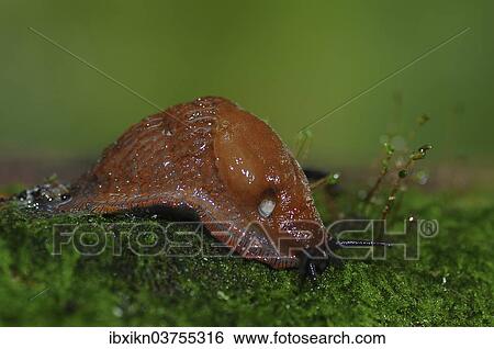 "Dusky Arion slug (Arion fuscus) on moss, Schleswig-Holstein, Germany, Europe" View Large Photo Image Stock Photograph - "Dusky Arion slug (Arion fuscus) on moss, Schleswig-Holstein, Germany, Europe". Fotosearch