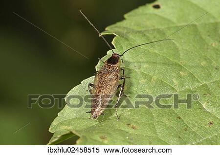"Dusky Cockroach (Ectobius lapponicus) Untergroeningen, Baden-Wuerttemberg, Germany, Europe" View Large Photo Image Stock Photography - "Dusky Cockroach (Ectobius lapponicus) Untergroeningen, Baden-Wuerttemberg, Germany, Europe". Fotosearch