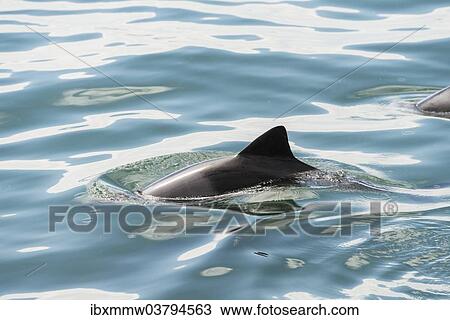 "Dusky Dolphin (Lagenorhynchus obscurus) in Walvis Bay, Namibia, Africa" View Large Photo Image Stock Image - "Dusky Dolphin (Lagenorhynchus obscurus) in Walvis Bay, Namibia, Africa". Fotosearch