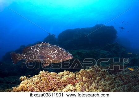 "Dusky Grouper or Merou (Epinephelus marginatus), near Santa Maria, Azores, Atlantic Ocean, Portugal, Europe" View Large Photo Image Stock Image - "Dusky Grouper or Merou (Epinephelus marginatus), near Santa Maria, Azores, Atlantic Ocean, Portugal, Europe". Fotosearch