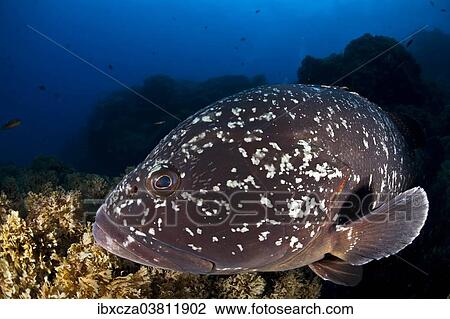 "Dusky Grouper or Merou (Epinephelus marginatus), near Santa Maria, Azores, Atlantic Ocean, Portugal, Europe" View Large Photo Image Stock Image - "Dusky Grouper or Merou (Epinephelus marginatus), near Santa Maria, Azores, Atlantic Ocean, Portugal, Europe". Fotosearch