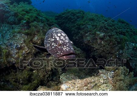 Stock Photo - "Dusky Grouper or Merou (Epinephelus marginatus), near Santa Maria, Azores, Atlantic Ocean, Portugal, Europe". Fotosearch