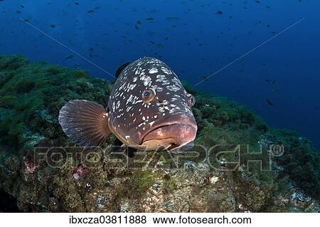 "Dusky Grouper or Merou (Epinephelus marginatus), near Santa Maria, Azores, Atlantic Ocean, Portugal, Europe" View Large Photo Image Stock Photo - "Dusky Grouper or Merou (Epinephelus marginatus), near Santa Maria, Azores, Atlantic Ocean, Portugal, Europe". Fotosearch