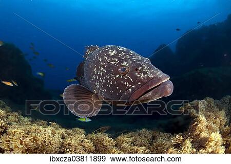 "Dusky Grouper or Merou (Epinephelus marginatus), near Santa Maria, Azores, Atlantic Ocean, Portugal, Europe" View Large Photo Image Stock Photo - "Dusky Grouper or Merou (Epinephelus marginatus), near Santa Maria, Azores, Atlantic Ocean, Portugal, Europe". Fotosearch