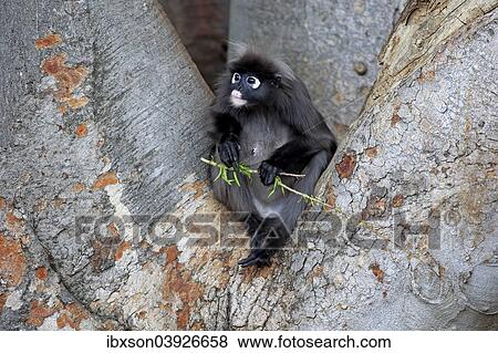 Stock Photo - "Dusky Leaf Monkey or Southern Langur (Trachypithecus obscurus), adult on tree holding food, native to Asia, Singapore, Asia". Fotosearch