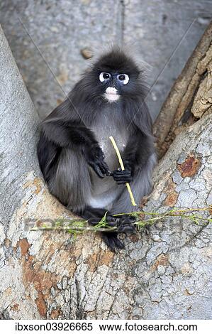 "Dusky Leaf Monkey or Southern Langur (Trachypithecus obscurus), adult on tree with food, native to Asia, Singapore, Asia" View Large Photo Image Stock Photography - "Dusky Leaf Monkey or Southern Langur (Trachypithecus obscurus), adult on tree with food, native to Asia, Singapore, Asia". Fotosearch
