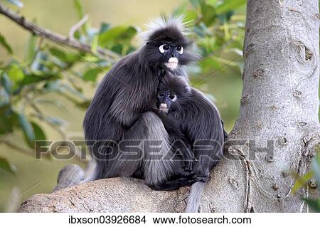 "Dusky Leaf Monkeys or Southern Langurs (Trachypithecus obscurus), female with young on a tree, native to Asia, Singapore, Asia" View Large Photo Image Picture - "Dusky Leaf Monkeys or Southern Langurs (Trachypithecus obscurus), female with young on a tree, native to Asia, Singapore, Asia". Fotosearch