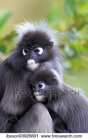 Stock Image - "Dusky Leaf Monkeys or Southern Langurs (Trachypithecus obscurus), female with young, native to Asia, Singapore, Asia". Fotosearch